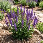 Ligeti zsálya ‘Edula Blue’ (Salvia nemorosa)
