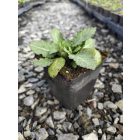 Ligeti zsálya ‘Edula Blue’ (Salvia nemorosa)