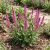 Ligeti zsálya ‘Edula Rose’ (Salvia nemorosa)