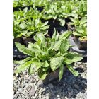 Ligeti zsálya ‘Edula Rose’ (Salvia nemorosa)