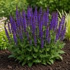 Ligeti zsálya 'Mainacht' (Salvia nemorosa)