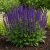 Ligeti zsálya 'Mainacht' (Salvia nemorosa)