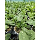 Ligeti zsálya 'Mainacht' (Salvia nemorosa)