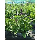 Ligeti zsálya ‘New Dimension Blue’ (Salvia nemorosa)