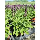 Ligeti zsálya ‘New Dimension Rose’ (Salvia nemorosa)