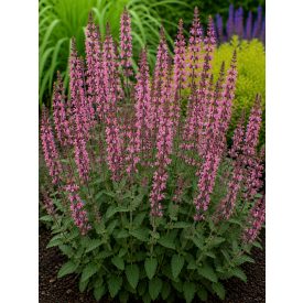 Ligeti zsálya 'Rosakönigin' (Salvia nemorosa)