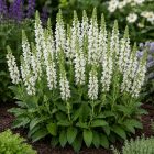 Ligeti zsálya ‘Sensation Compact White’ (Salvia nemorosa)