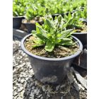 Ligeti zsálya ‘Sensation Compact White’ (Salvia nemorosa)
