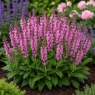 Ligeti zsálya ‘Sensation Pink’ (Salvia nemorosa)