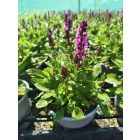 Ligeti zsálya ‘Sensation Pink’ (Salvia nemorosa)