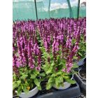 Ligeti zsálya ‘Sensation Pink’ (Salvia nemorosa)