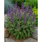 Orvosi zsálya (Salvia officinalis)
