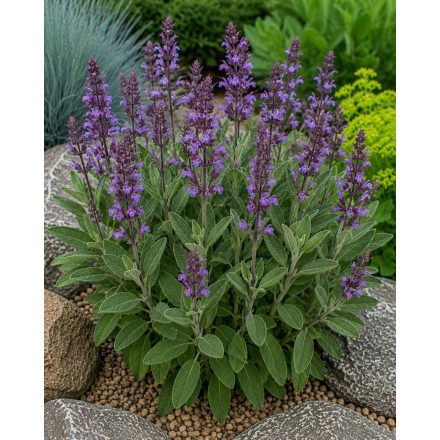 Orvosi zsálya (Salvia officinalis)