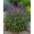 Orvosi zsálya (Salvia officinalis)