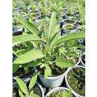 Orvosi zsálya (Salvia officinalis)