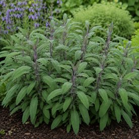 Orvosi zsálya ‘Berggarten’ (Salvia officinalis)