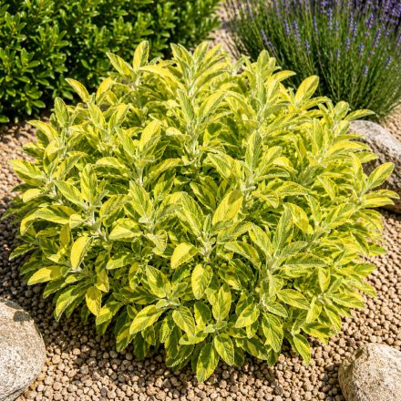 Orvosi zsálya ‘Icterina’ (Salvia officinalis)