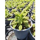 Orvosi zsálya ‘Icterina’ (Salvia officinalis)