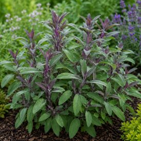 Orvosi zsálya ‘Purpurascens’ (Salvia officinalis)