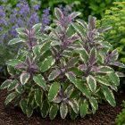 Orvosi zsálya ‘Tricolor’ (Salvia officinalis)