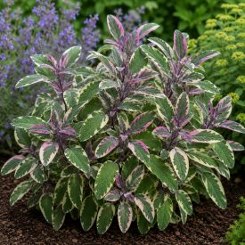 Orvosi zsálya ‘Tricolor’ (Salvia officinalis)
