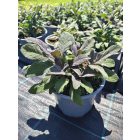 Orvosi zsálya ‘Tricolor’ (Salvia officinalis)