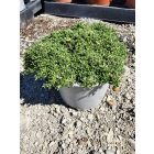 Gyepes szappanfű 'Bressingham Pink' (Saponaria)