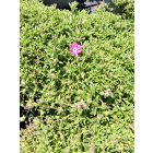 Gyepes szappanfű 'Bressingham Pink' (Saponaria)