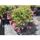 Gyepes szappanfű 'Bressingham Pink' (Saponaria)