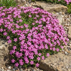 Törpe szappanfű 'Rose' (Saponaria ocymoides)