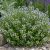 Borsikafű (Satureja montana)