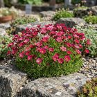 Kerti kőtörőfű 'Alpino deep rose' Saxifraga arendsii