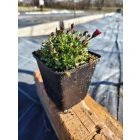 Kerti kőtörőfű 'Alpino deep rose' Saxifraga arendsii