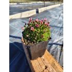 Kerti kőtörőfű 'Ice Colors Appleblossom' (Saxifraga arendsii)