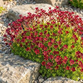   Kerti kőtörőfű 'Ice Colors Red' (Saxifraga arendsii)