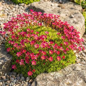   Kerti kőtörőfű 'Marto Hot Rose' (Saxifraga arendsii)
