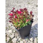 Kerti kőtörőfű 'Marto Hot Rose' (Saxifraga arendsii)