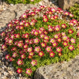   Kerti kőtörőfű 'Marto Pikotee' (Saxifraga arendsii)