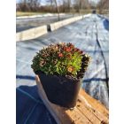 Kerti kőtörőfű 'Marto Pikotee' (Saxifraga arendsii)