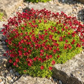   Kerti kőtörőfű 'Marto Red' (Saxifraga arendsii)