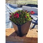 Kerti kőtörőfű 'Marto Red' (Saxifraga arendsii)