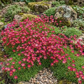   Kerti kőtörőfű 'Peter Pan' (Saxifraga arendsii)