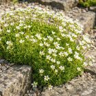 Kerti kőtörőfű 'White Star' (Saxifraga arendsii)