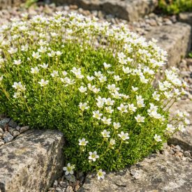   Kerti kőtörőfű 'White Star' (Saxifraga arendsii)