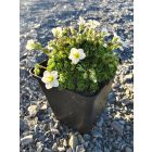 Kerti kőtörőfű 'White Star' (Saxifraga arendsii)