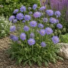 Ördögszem ‘Butterfly Blue’ (Scabiosa columbaria)