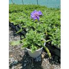 Ördögszem ‘Butterfly Blue’ (Scabiosa columbaria)