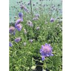 Ördögszem ‘Butterfly Blue’ (Scabiosa columbaria)