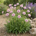 Rózsaszín ördögszem ‘Pink Mist’ (Scabiosa columbaria)