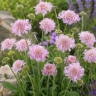 Rózsaszín ördögszem ‘Pink Mist’ (Scabiosa columbaria)